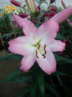 [4185 Highbury VZ No202.JPG]